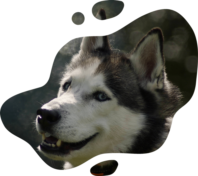 A close-up of a Siberian Husky dog with blue eyes and black and white fur, framed by an abstract border. The dog's mouth is slightly open as if eagerly awaiting a treat from its veterinarian, with blurred greenery in the background.