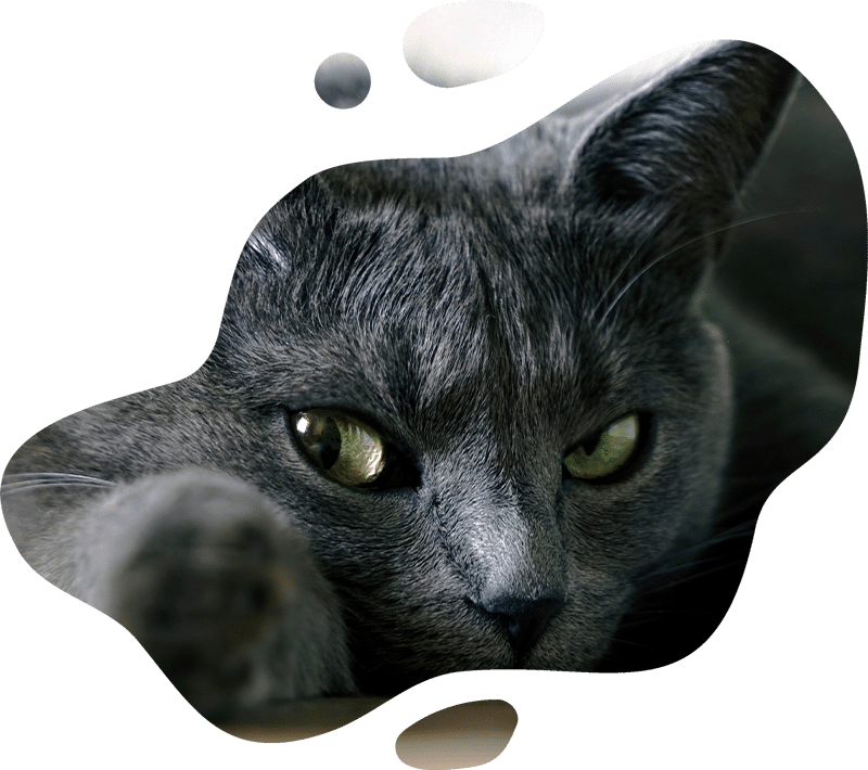Close-up of a gray cat with green eyes, lying down and looking intently at the camera—perfect for a veterinarian’s office. The image is framed with irregular, rounded white shapes.