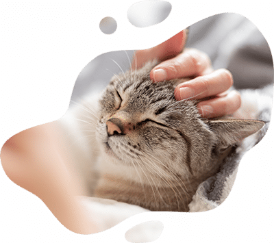 A person, possibly a veterinarian, gently pets a relaxed tabby cat with closed eyes, showing contentment and comfort. The image has soft, rounded edges and a cozy, calming atmosphere.