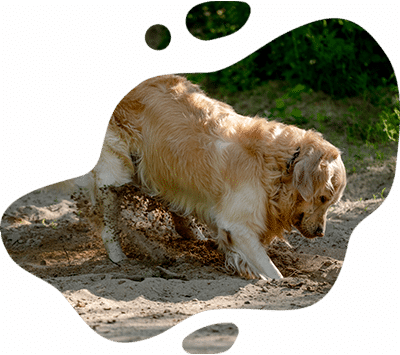A golden retriever digs energetically in the sand, dirt flying from its paws, while green foliage forms the background. This playful scene with an irregular border captures a moment any veterinarian would enjoy seeing in a healthy pup.