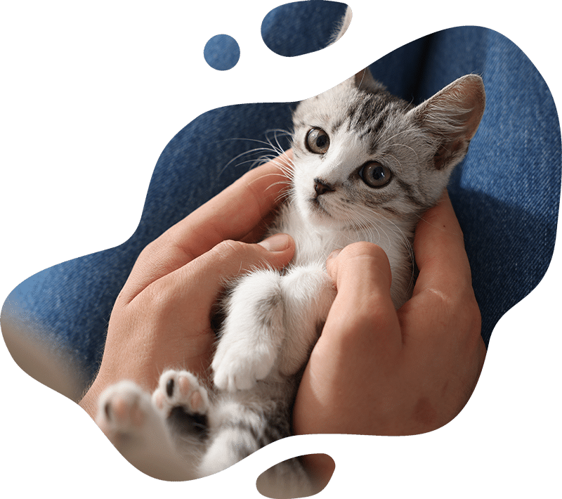 A small gray and white kitten lies on its back in a veterinarian's hands, looking up with wide eyes. The background creates an abstract, rounded shape around the kitten and hands.
